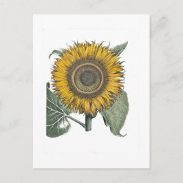 Sonnenblume Hortus Eystettensis , 1713 Postkarte