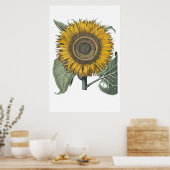 Sonnenblume Hortus Eystettensis , 1713 Small Poster (Küche)