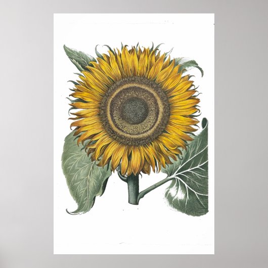 Sonnenblume Hortus Eystettensis , 1713 Small Poster (Vorne)