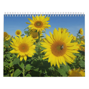 Sonnenblume im blauen Himmel farbenfrohe Sommerblü Kalender