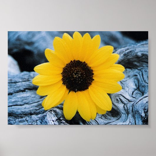 Sonnenblume im Brennholz Poster (Vorne)