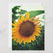 Sonnenblume im Garten Blank Grußkarte (Vorderseite)
