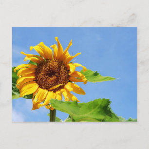 Sonnenblume im Himmel Postkarte