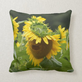 Sonnenblume im Regen Kissen