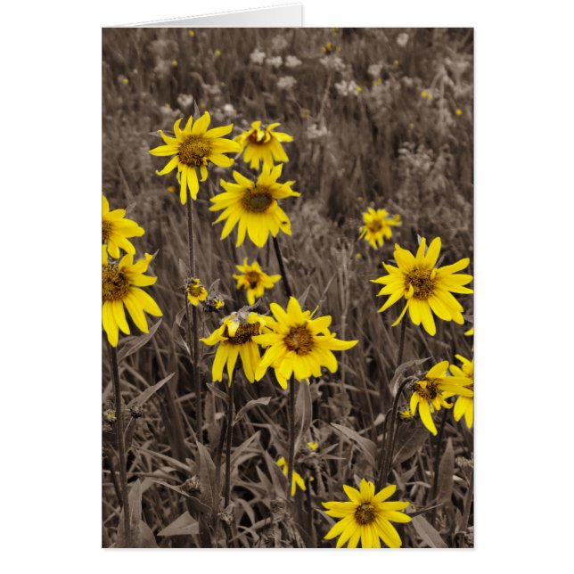 Sonnenblume im Rocky Mountain (Vorne)