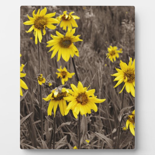 Sonnenblume im Rocky Mountain Fotoplatte (Vorderseite)