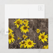 Sonnenblume im Rocky Mountain Postkarte (Vorne/Hinten)