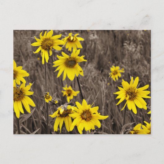 Sonnenblume im Rocky Mountain Postkarte (Vorderseite)