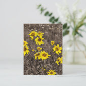 Sonnenblume im Rocky Mountain Postkarte (Stehend Vorderseite)