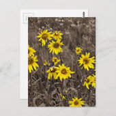 Sonnenblume im Rocky Mountain Postkarte (Vorne/Hinten)