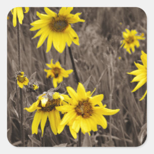 Sonnenblume im Rocky Mountain Quadratischer Aufkleber