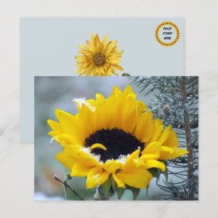 Sonnenblume im Schnee Postkarte