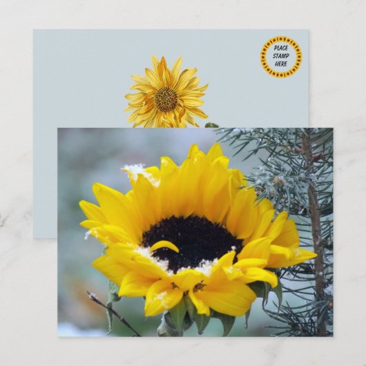 Sonnenblume im Schnee Postkarte (Vorne/Hinten)