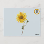 Sonnenblume im Schnee Postkarte (Rückseite)