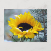 Sonnenblume im Schnee Postkarte (Vorderseite)
