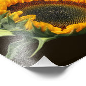 Sonnenblume im Sonnenschein 8x10 Fotodruck (Ecke)