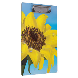 Sonnenblume im Sonnenschein Klemmbrett