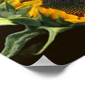 Sonnenblume im Sonnenschein Poster (Ecke)