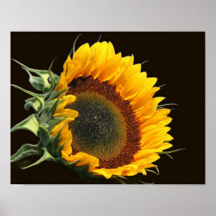 Sonnenblume im Sonnenschein Poster