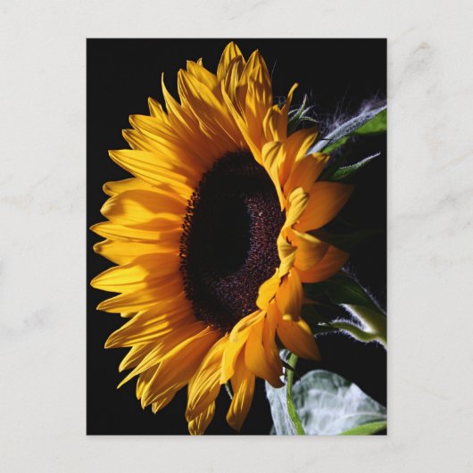 Sonnenblume im Studio 1 Postkarte (Vorderseite)