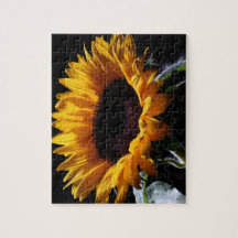 Sonnenblume im Studio 1