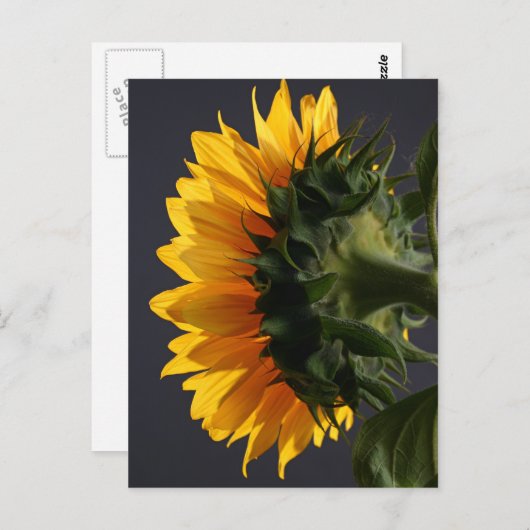 Sonnenblume im Studio 2 Postkarte (Vorne/Hinten)