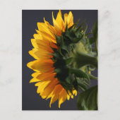 Sonnenblume im Studio 2 Postkarte (Vorderseite)