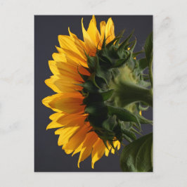 Sonnenblume im Studio 2 Postkarte