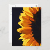 Sonnenblume im Studio 4 Postkarte (Vorne/Hinten)
