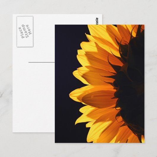 Sonnenblume im Studio 4 Postkarte (Vorne/Hinten)