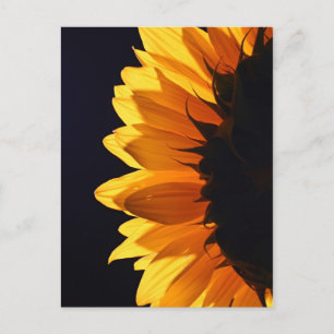 Sonnenblume im Studio 4 Postkarte