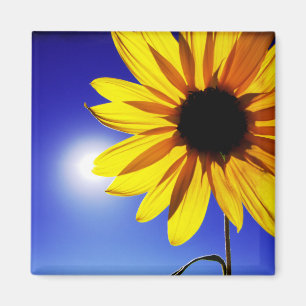 Sonnenblume im Sun-Magneten Magnet