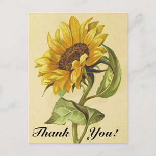 Sonnenblume im Vintage-Stil "Danke!" Postkarte