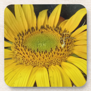 Sonnenblume in der Natur Foto aus Bulgarien Getränkeuntersetzer