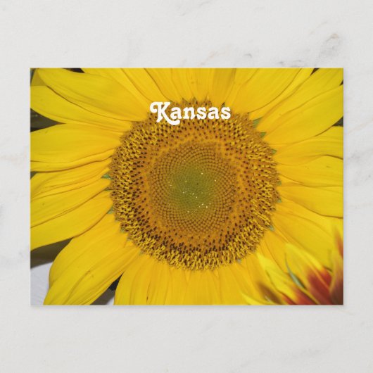 Sonnenblume in Kansas Postkarte (Vorderseite)