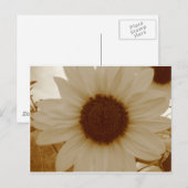Sonnenblume in Sepia Postkarte (Vorne/Hinten)