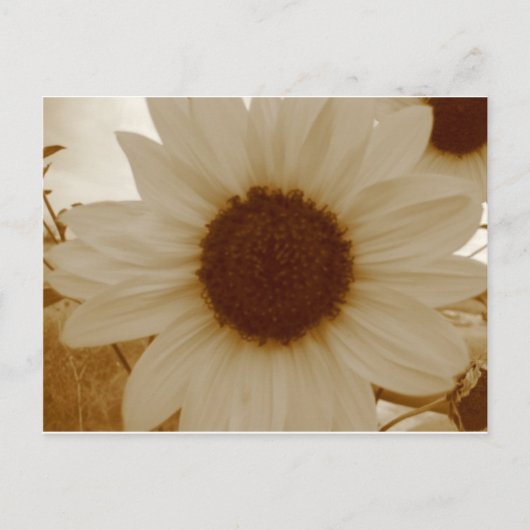 Sonnenblume in Sepia Postkarte (Vorderseite)