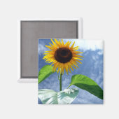 Sonnenblume in voller Blüte Magnet (Vorderseite/Rückseite)
