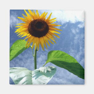 Sonnenblume in voller Blüte Magnet