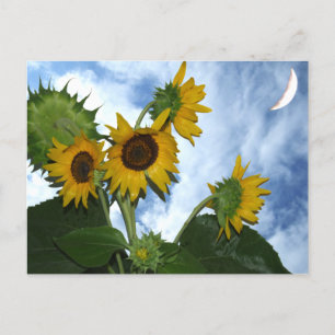 Sonnenblume in voller Blüte Postkarte