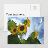Sonnenblume in voller Blüte Postkarte (Vorne/Hinten)