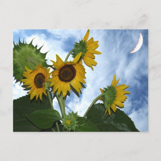 Sonnenblume in voller Blüte Postkarte (Vorderseite)