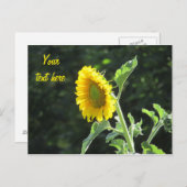 Sonnenblume in voller Blüte Postkarte (Vorne/Hinten)