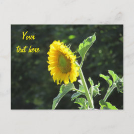 Sonnenblume in voller Blüte Postkarte