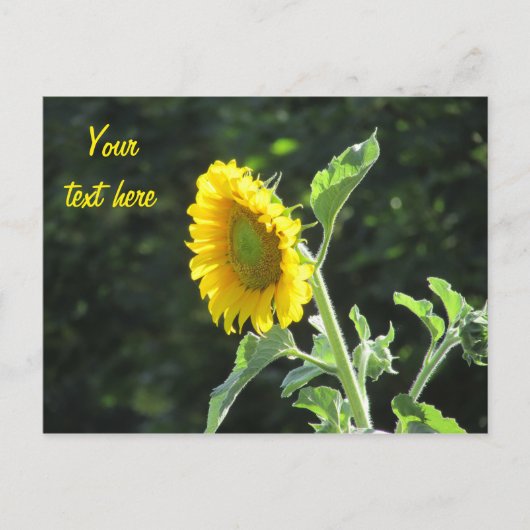 Sonnenblume in voller Blüte Postkarte (Vorderseite)