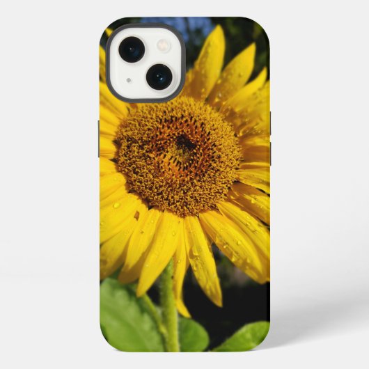 Sonnenblume iPhone Hülle (Rückseite)