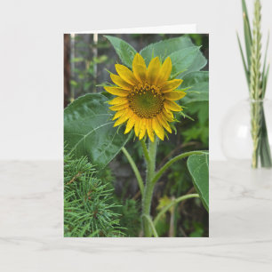 Sonnenblume Karte