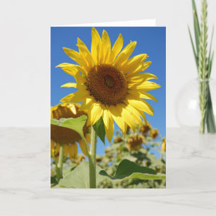 Sonnenblume Karte