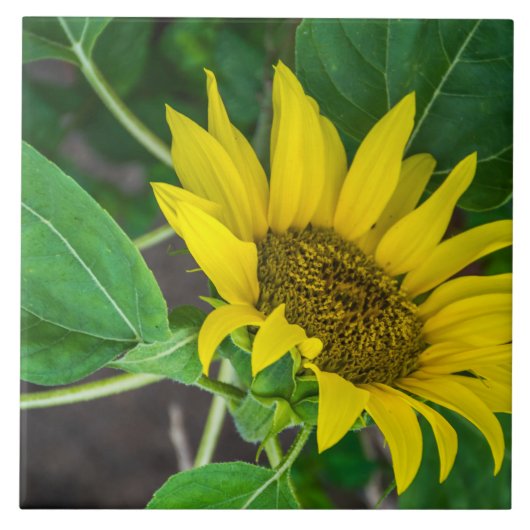 Sonnenblume-Keramikfliese Fliese (Vorderseite)