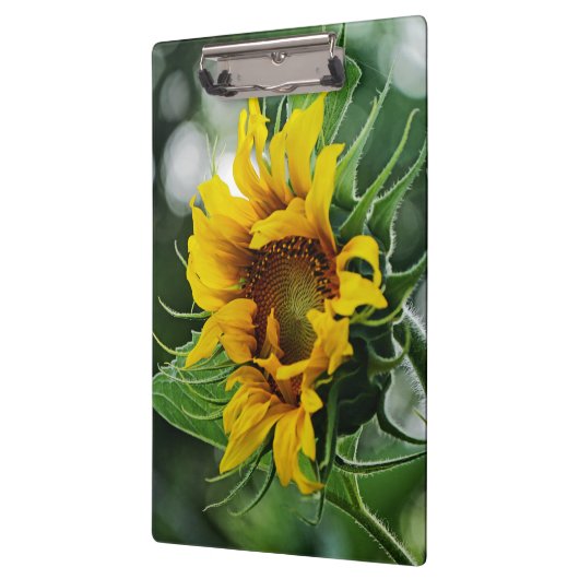 Sonnenblume Klemmbrett (Links)